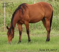 Miss Bee Bee's Filly